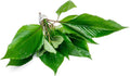 SubstrateSource Dwarf Hygrophila Corymbosa Siamensis Live Aquarium Plant - Freshwater Fish Tank Decorations and Natural Aquatic Decor (4)