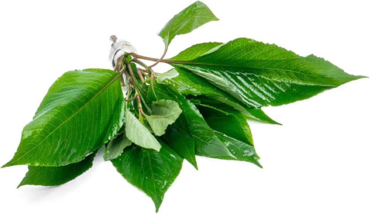 SubstrateSource Dwarf Hygrophila Corymbosa Siamensis Live Aquarium Plant - Freshwater Fish Tank Decorations and Natural Aquatic Decor (4)