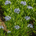 Perennial Farm Amsonia X 'Blue Ice' – Live Perennial in #1 Container, Clusters of Deep Blue Star-Shaped Blooms, Compact Habit, Drought Tolerant, Low Maintenance, Ideal for Borders & Landscapes