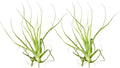 ragnaroc Air Plants - Tillandsia Straminea Jumbo 6-9" - 2ct - Live Arrival Guaranteed - House Plants for Home Decor & Gift