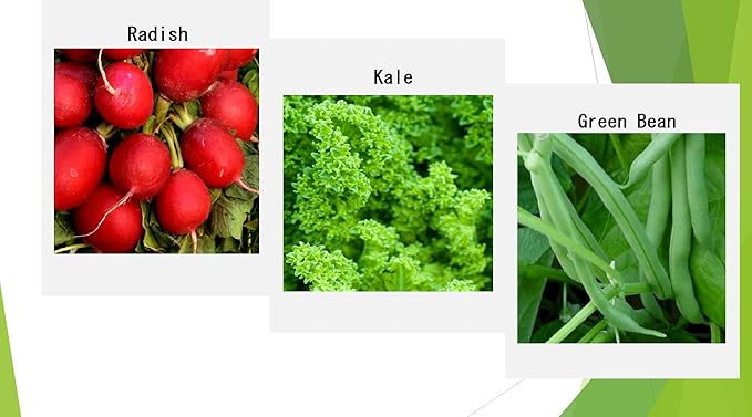Premium Winter Vegetable Seeds Collection for Planting Organic Non-GMO Heirloom Seeds Radish, Pea, Broccoli, Beet, Carrot, Cauliflower, Green Bean, Kale, Arugula, Gardner and Chef Favorites