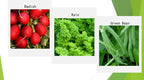 Premium Winter Vegetable Seeds Collection for Planting Organic Non-GMO Heirloom Seeds Radish, Pea, Broccoli, Beet, Carrot, Cauliflower, Green Bean, Kale, Arugula, Gardner and Chef Favorites