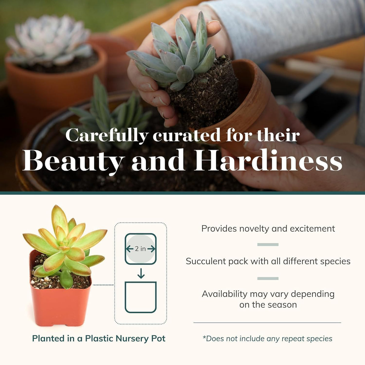 Shop Succulents Collectors Succulent Plant Pack Collection - Live Mini Succulent Plants, Low Maintenance, Colors & Textures - Wedding and Party Favors, Gift & Garden, Pack of 4