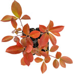 4 Red Tip Photinia, Photinia x fraseri, Thriving in Extra Deep Nursery Cubes