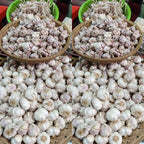 1 Pound Garlic for Planting in Fall Hard Neck, 8-10 White Garlic Bulbs for Planting, Fresh and High Yield Bulb Variety Pack, Hardy and Fast Growing