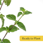 3 Lavender Lantana in 2.5” Nursery Cubes (Lantana montevidensis) | Evergreen Shrub for Hanging Baskets, Containers & Sunny Landscapes | Ready-to-Plant Live Starter Plants