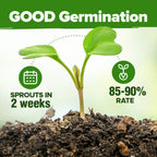 HOME GROWN Premium HERB Seeds Variety Pack - 20 Heirloom Herb Seeds for Planting - 6,000+ Non-GMO Seeds with Plant Markers - Indoor Outdoor Hydroponic Herb Garden - Culinary & Medicinal Herbs