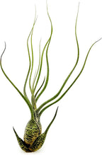 ragnaroc Live Air Plants - Tillandsia Butzii, Jumbo 7-9" - 1ct - Live Arrival Guaranteed - House Plants for Home Decor & Gift