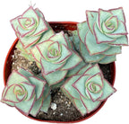 Live Succulent 4" Crassula Perforata Ivory Towers, Succulents Plants Live Fully Rooted House Plant for Home Office Decoration, DIY Projects by The Succulent Cult