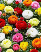 Orange French Peony Ranunculus - 12 Largest Size Corms, Premium Ranunculus Bulbs, Vibrant Orange Flowers, Ideal for Garden Beds, Spring Planting, Stunning Peony-Like Blooms