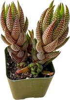 Sprout N Green Haworthia coarctata VAR. adelaidensis, Rare Live Succulent Plant Fully Rooted in 2inch Starter Pot, Home Office Indoor Outdoor Wedding Decoration DIY Projects Party Favor