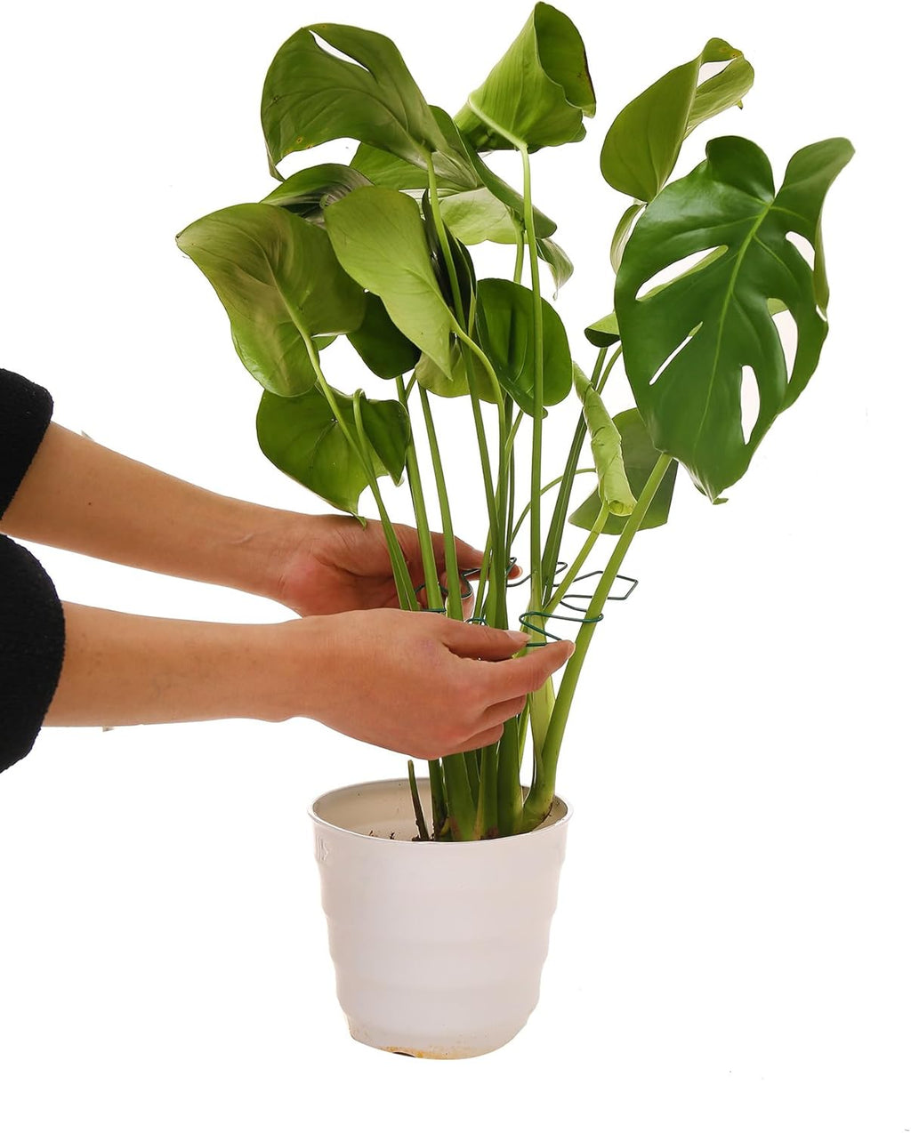Spiritlele 5 Pcs Green Plant Stem Support Holder Set Monstera Plant Support Clamp Growth Accessories for Indoor Plants Small