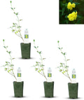Primrose Jasmine (Jasminum Mesnyi) Live Plant - Fragrant Yellow Blooms. Japanese, Chinese, Asian. Indoor, Outdoor Shrub (4 prim jas Cups)