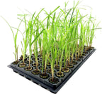 Giant Egyptian Papyrus | 3 Live Plants | Cyperus Large Shade & Wet Tolerant Aquatic Foliage