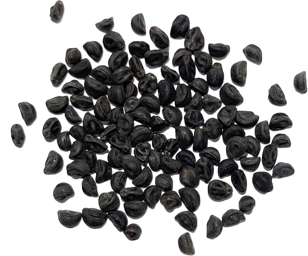 Seed Needs, Grandpa OTT Morning Glory Seeds - 100 Heirloom Seeds for Planting Ipomea purpurea - Annual Blue/Violet Blooms, Flowering Vine for a Natural Privacy Fence (1 Pack)