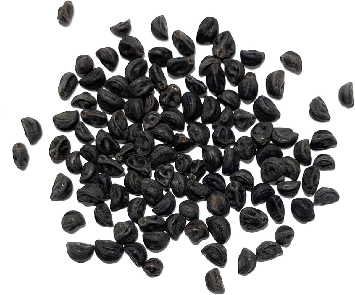 Seed Needs, Grandpa OTT Morning Glory Seeds - 100 Heirloom Seeds for Planting Ipomea purpurea - Annual Blue/Violet Blooms, Flowering Vine for a Natural Privacy Fence (2 Packs)