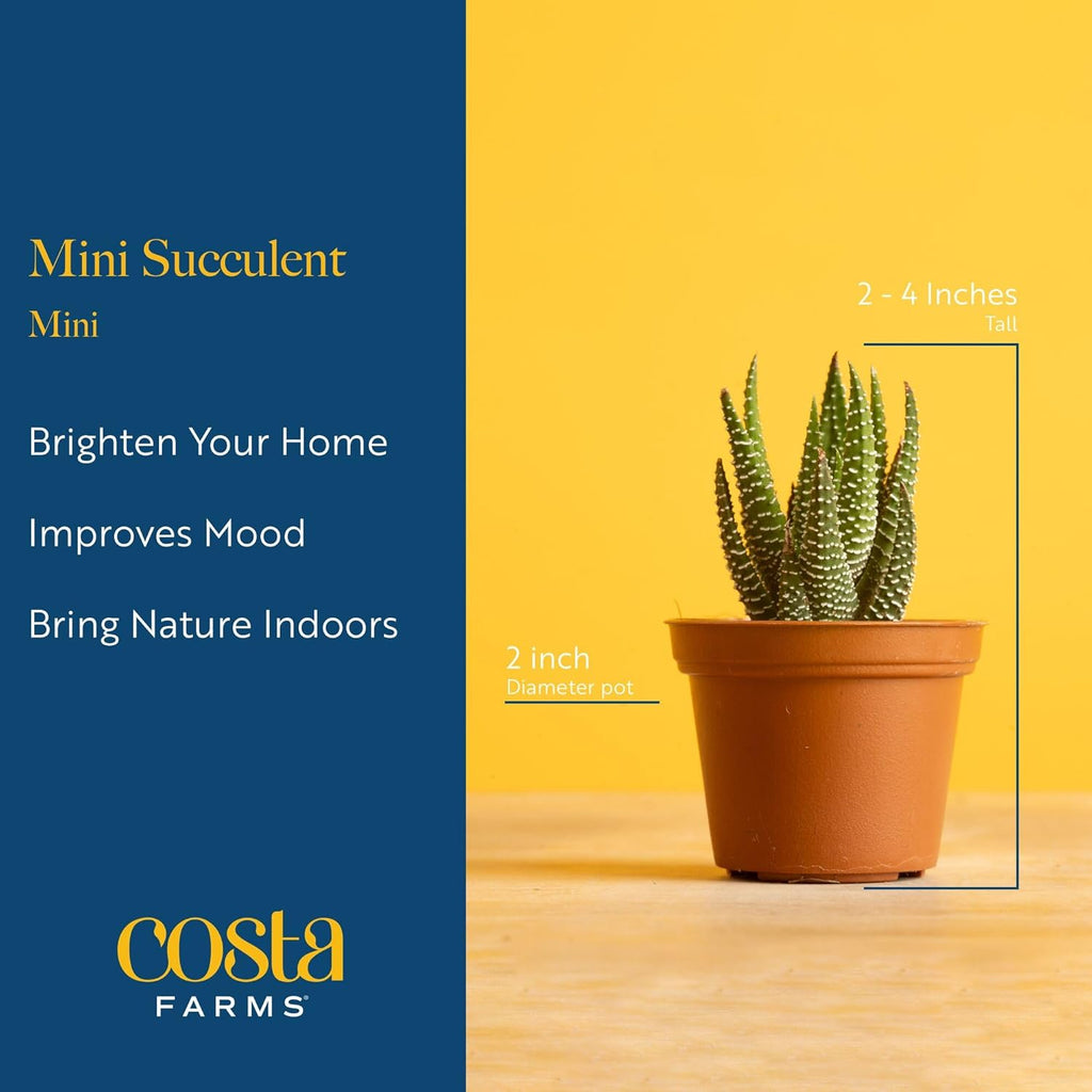 Costa Farms Mini Succulents (3-Pack), Assorted Live Indoor Succulent Plants in Cute Decor Planters, Grower's Choice Easy Care Houseplants, Tabletop, Office, Desk, or Room Decor, 2-Inches Tall, ceramic