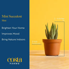 Costa Farms Mini Succulents (3-Pack), Assorted Live Indoor Succulent Plants in Cute Decor Planters, Grower's Choice Easy Care Houseplants, Tabletop, Office, Desk, or Room Decor, 2-Inches Tall, ceramic