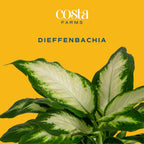 Costa Farms Dieffenbachia, Live Indoor Plant in Décor Plant Pot, Potted Houseplant in Potting Soil Mix, Real Plants Gift for Mom, Dad, 12-14 Inches Tall