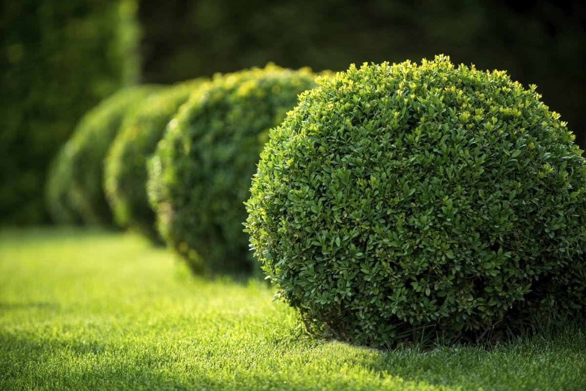 Japanese Boxwood | 3 Live 4 Inch Pots | Buxus Microphylla | Formal Evergreen Low Maintenance Hedge Plants