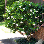 Gardenia Mystery - Gardenia Jasminoides. Hardy Evergreen Shrub with Large, Sweetly Fragrant White Flowers, Ideal for Landscaping and Container Gardening (2 Gardenia Mystery Plants in Cup)
