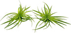 Live Air Plants - Tillandsia Geminiflora 1-3" - 2ct – ragnaroc Live Indoor Plant - Live Arrival Guaranteed - House Plants for Home Decor & Gift