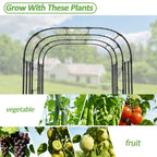 Trellume Garden Arch Trellis - 69" L*71" W*87" H, Rust-Proof Grape Trellis with Thickened Steel 20MM Pipe, Garden Arch Trellis for Climbing Plants Outdoor, Tunnel Trellis for Cucumber, Pumpkin, Melon