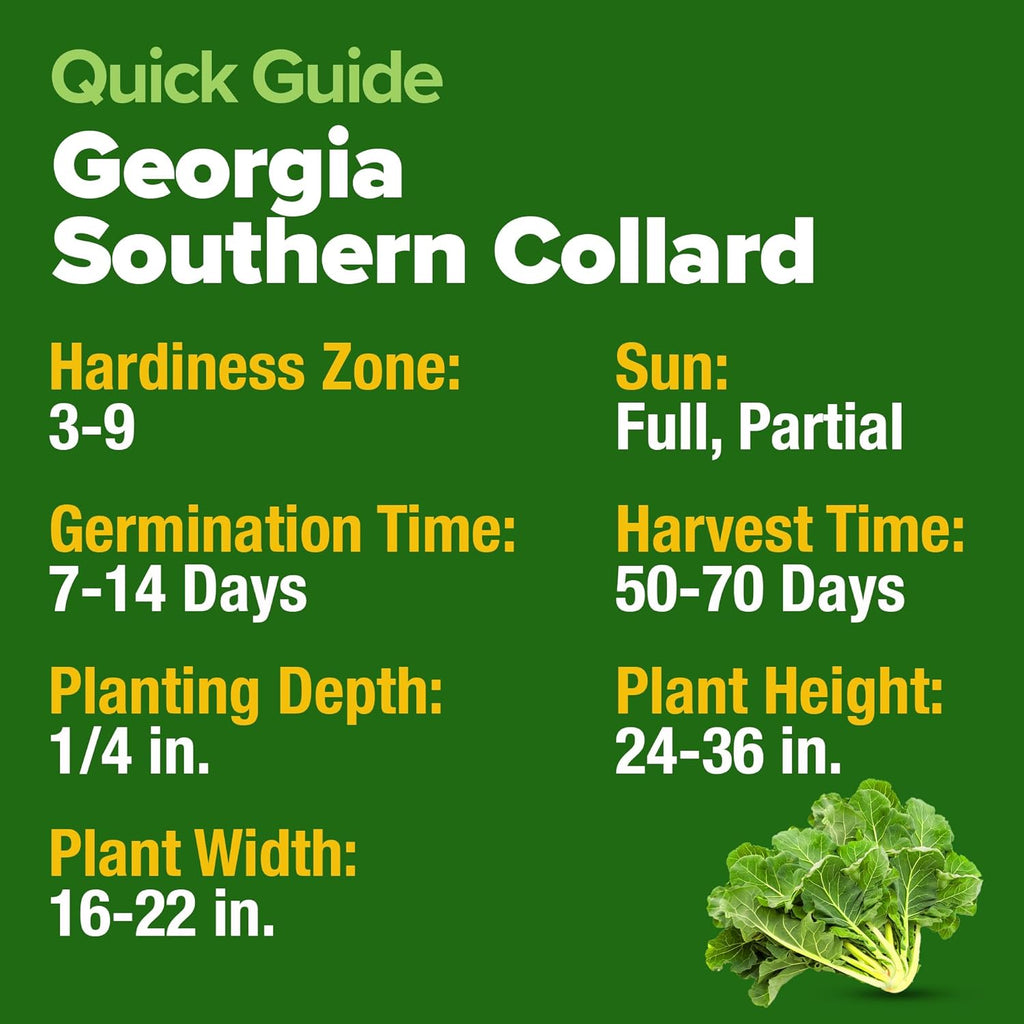 HOME GROWN 𝗨𝗦𝗔 𝗣𝗥𝗘𝗠𝗜𝗨𝗠 Collard Greens Georgia Southern - 300 High Germination 𝗡𝗢𝗡-𝗚𝗠𝗢 Heirloom Seeds for Planting in Your Vegetable Garden (Brassica oleracea)