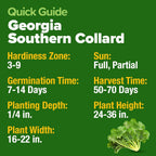 HOME GROWN 𝗨𝗦𝗔 𝗣𝗥𝗘𝗠𝗜𝗨𝗠 Collard Greens Georgia Southern - 300 High Germination 𝗡𝗢𝗡-𝗚𝗠𝗢 Heirloom Seeds for Planting in Your Vegetable Garden (Brassica oleracea)