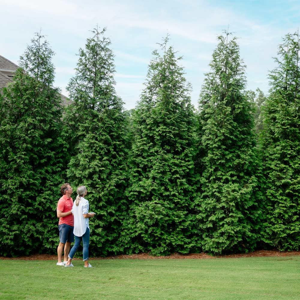 Brighter Blooms - Thuja Green Giant, 5-6 Feet - Live Plant - No Shipping to AK, AZ, HI, OR