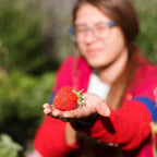 Seascape Strawberry Plants - Great for Planters - Day Neutral (Heavy Producer) - Bare Root Strawberry Plants from Hand Picked Nursery (10)