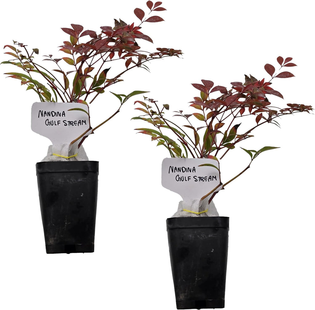 Nandina Gulf Stream - Nandina domestica. Compact Heavenly Bamboo | Year-Round Color | Low Maintenance Shrub | Drought Tolerant | Live Plant (2 Nandina Gulf Stream Cups)