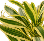 Dracaena Song of India Live Plant for Indoor | Different Houseplants in 4'' & 6'' Pot | Real House Plant for Living Room, Office, Desk & Bathroom | Dracaena reflexa | Dragon Tree
