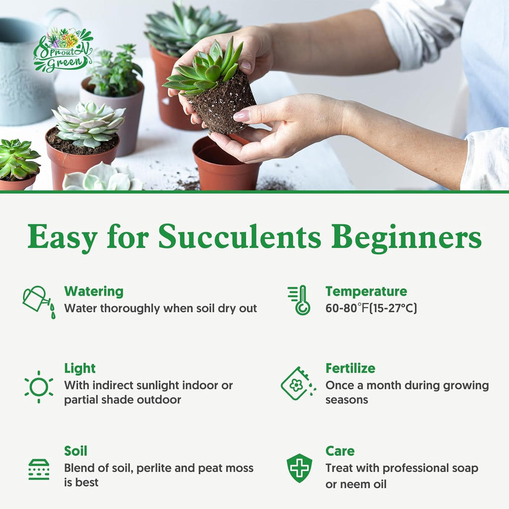 Sprout N Green Echeveria Madiba, Rare Live Succulent Plant Fully Rooted in 2" Planter with Soil, Home Office Indoor Outdoor Wedding Decoration DIY Projects Party Favor