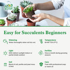 Sprout N Green Echeveria 'ICY Laui' Sugar Heart, Rare Live Succulent Plant Fully Rooted in 2" Planter with Soil, Home Office Indoor Outdoor Wedding Decoration DIY Projects Party Favor
