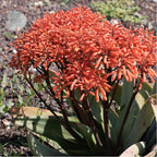 Coral Aloe Plants (Aloe striata) - Live Succulent with Striking Pink Edges and Smooth, Flat Leaves for Indoor/Outdoor Gardening (2 Coral Aloe sacs)