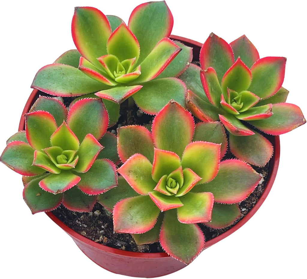 Live Succulent 4" Aeonium Kiwi, Succulents Plants Live Fully Rooted House Plant for Home Office Decoration, DIY Projects by The Succulent Cult