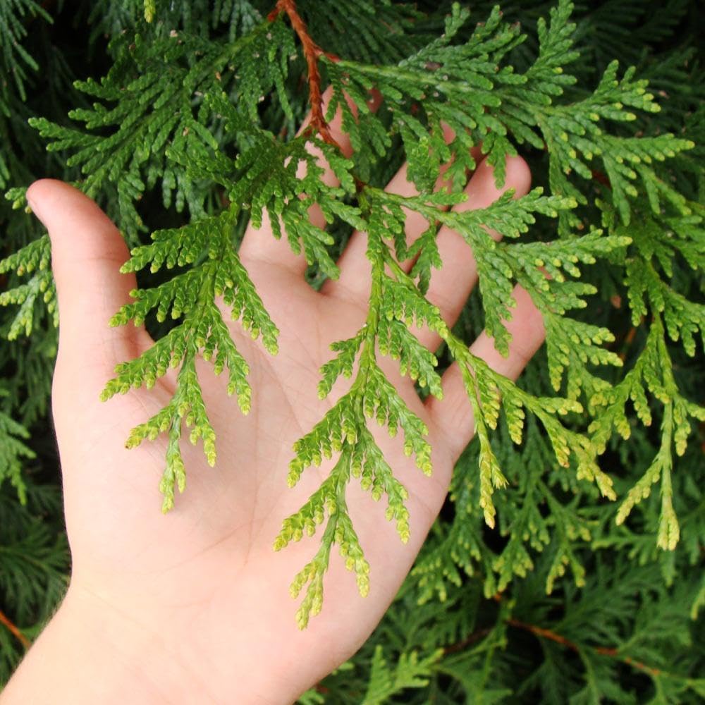 Brighter Blooms - Thuja Green Giant, 2-3 Feet - Live Plant - No Shipping to AK, AZ, HI, OR