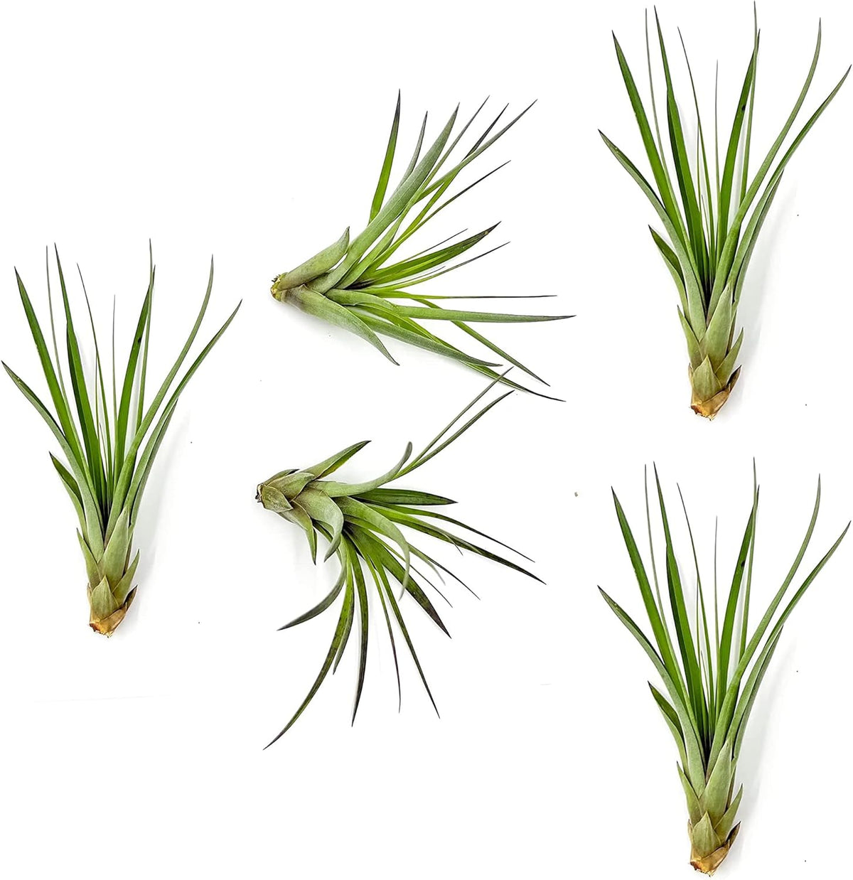 ragnaroc Air Plants - Tillandsia Fasciculata Tricolor, Large 4-6" - 5ct - Live Arrival Guaranteed - House Plants for Home Decor & Gift
