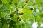 American Sycamore | 1 Large Gallon Size Tree | Platanus occidentalis | Fast-Growing Shade Plants | Privacy Enhancing Greenery for Expansive Landscapes