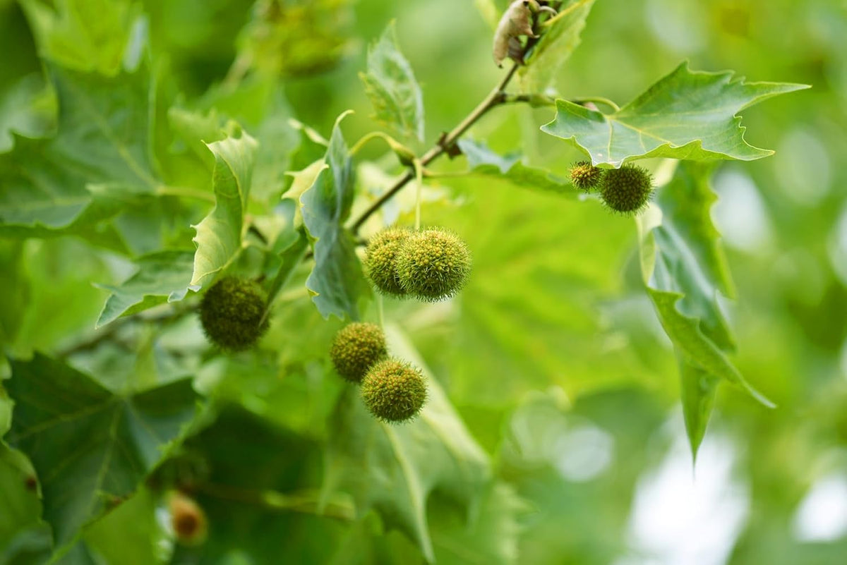 American Sycamore | 3 Live Trees | Platanus occidentalis | Fast-Growing Shade Plants | Privacy Enhancing Greenery for Expansive Landscapes