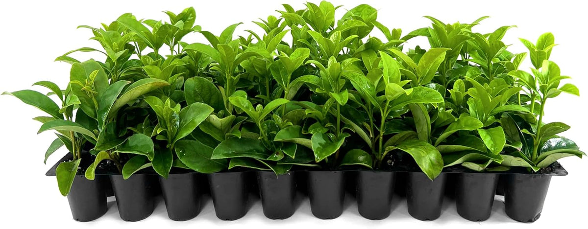 Viburnum Odoratissimum | 3 Live Plants | Viburnum odoratissimum | Fast Growing Privacy Hedge | Evergreen Screening Shrub