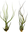 ragnaroc Live Air Plants - Tillandsia Butzii, Jumbo 7-9" - 2ct - Live Arrival Guaranteed - House Plants for Home Decor & Gift
