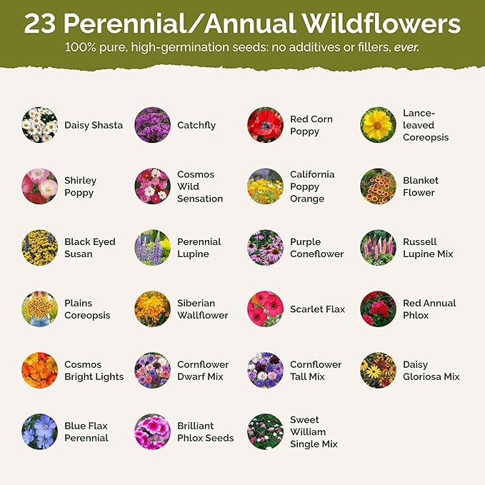 Eden Brothers Massachusetts Wildflower Mixed Seeds for Planting, 1 oz, 30,000+ Seeds with Catchfly, Sweet William | Attracts Pollinators, Plant in Spring or Fall, Zones