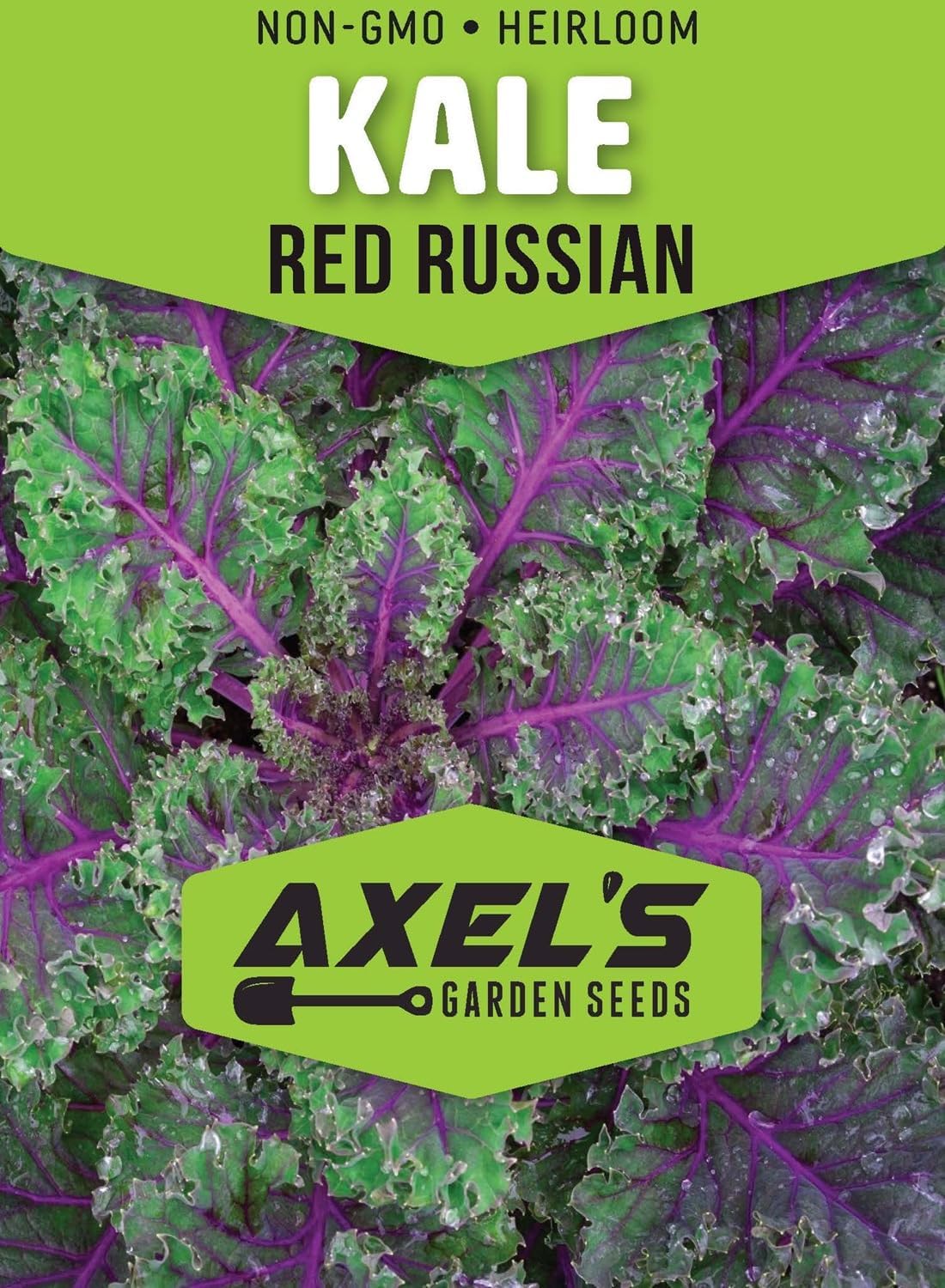Kale Seeds for Planting - Plant & Grow Heirloom Kale Varieties Home Outdoor Garden – Easy Grow Planting Packet Instructions Included, Great Gardening Gift – 2 Packets of Each Variety