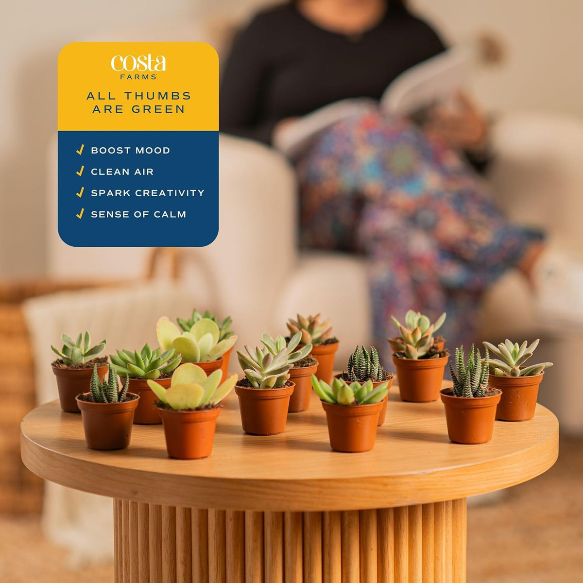 Costa Farms Live Succulent Plants (12-Pack), Mini Succulent Assortment Potted in Nursery Plant Pots, Grower's Choice Indoor Houseplants, Bulk Gift for Baby Shower, Wedding, Party, 2-Inches Tall