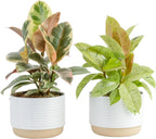 Costa Farms Ficus Live Plants in Decorative Pot, Indoor Houseplant, Assorted Variety, Perfect for Home, Room, or Office Decor, Great House Warming or Birthday Gift, 12-18 Inches Tall, Pack of 2