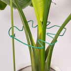 5PCS Green Monstera Plant Stem Support - 11x9.4 Adjustable Fishbone Cactus Stake Holder, Durable, Sturdy Design, Easy Installation, Gentle Grip for Indoor Plants