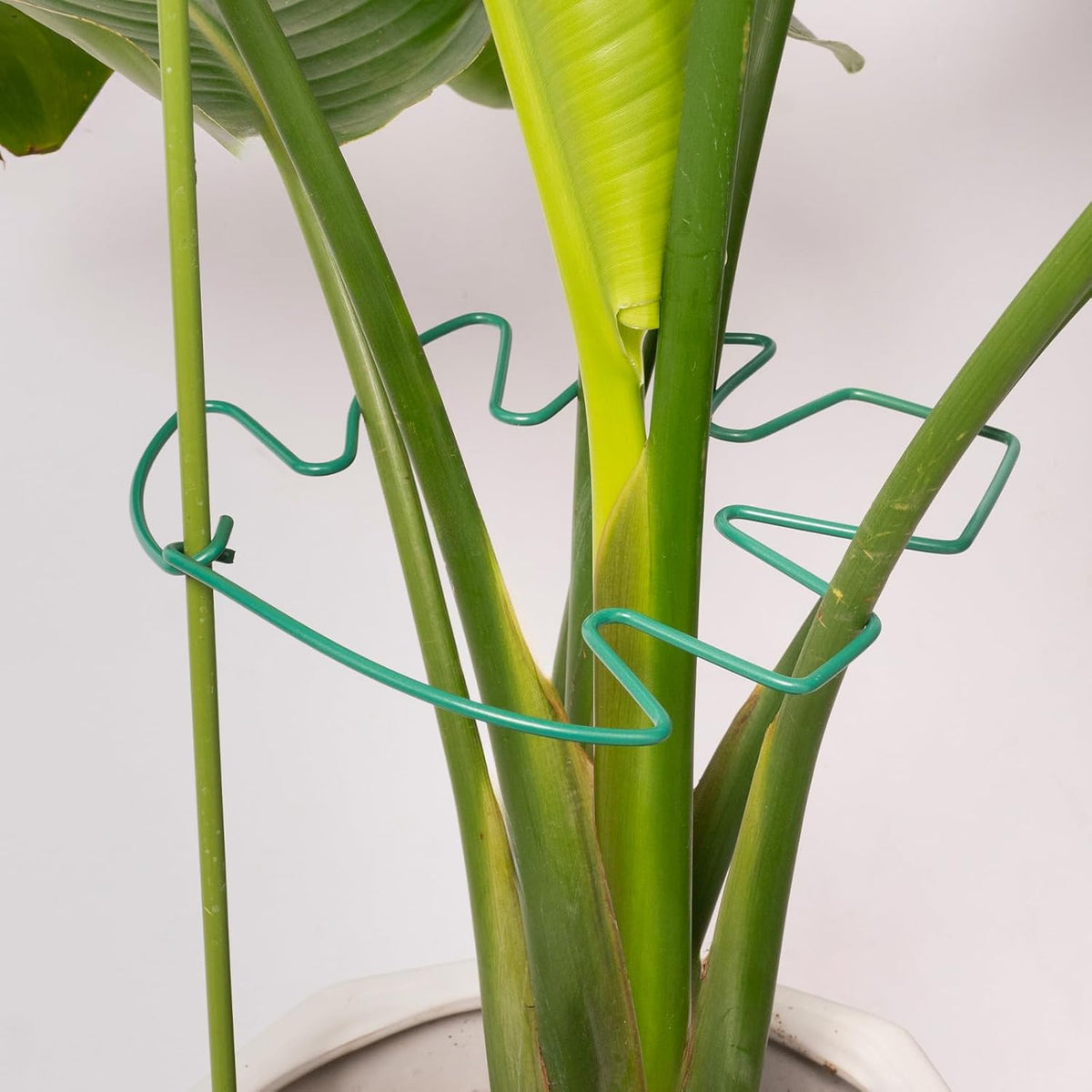 5PCS Green Monstera Plant Stem Support - 11x9.4 Adjustable Fishbone Cactus Stake Holder, Durable, Sturdy Design, Easy Installation, Gentle Grip for Indoor Plants