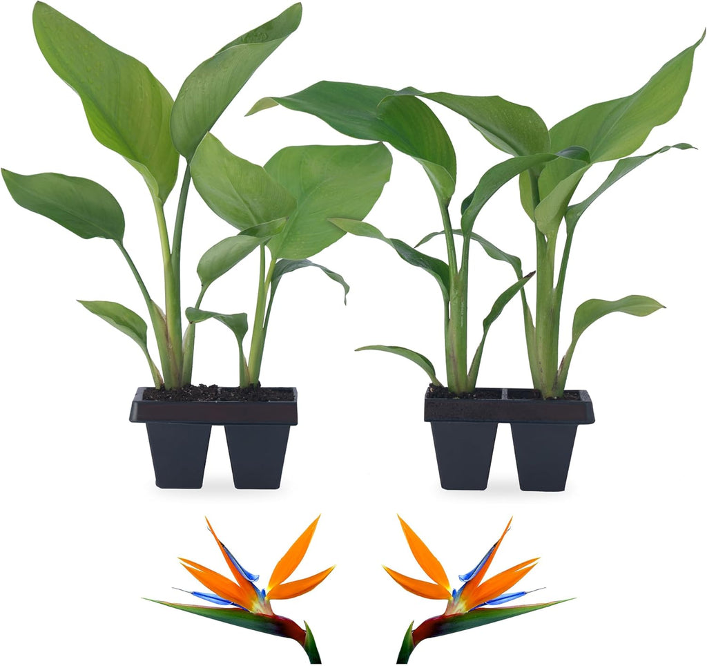 Bird of Paradise Plants Live (4-Pack), Strelitzia Plants with Perennial Orange Flowers, Indoor/Outdoor Plants, Exotic Tropical Decor, Not Artificial, 6-10" Height. 2" Pot
